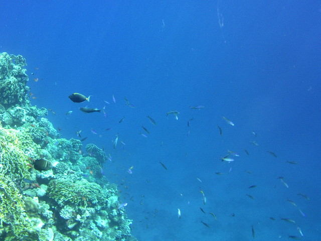 Echte Karettschildkr�te