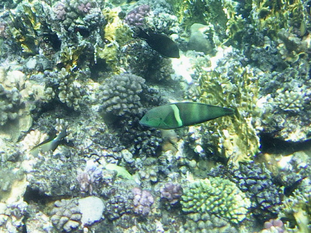 Echte Karettschildkr�te