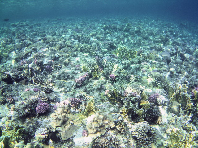 Echte Karettschildkr�te