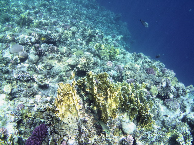 Echte Karettschildkr�te