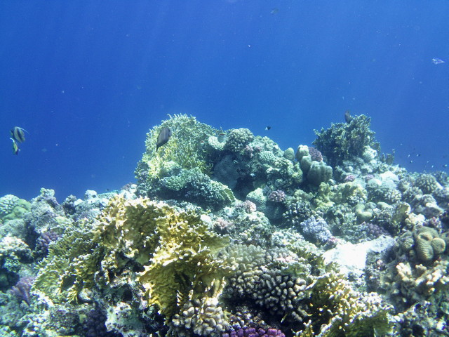 Echte Karettschildkr�te