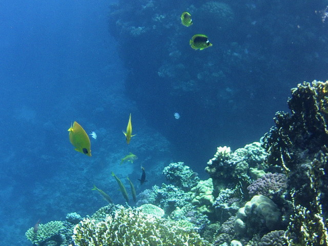 Echte Karettschildkr�te