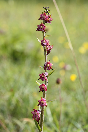 Braunrote Stendelwurz (Epipactis atrorubens)