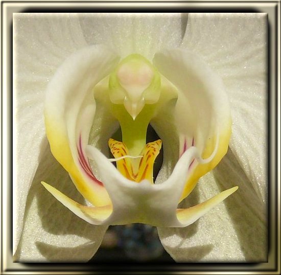 Orchidee