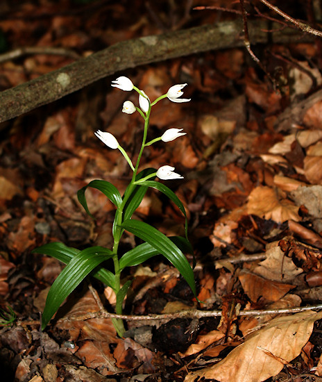 Langblättriges Waldvöglein / Schwertblättriges Waldvöglein (Cephalanthera longifolia)