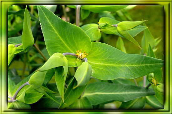 Kreuzbl�ttrige Wolfsmilch (Euphorbia lathyris)