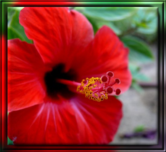 Hibiskus