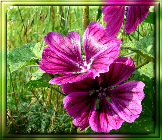 Mauretanische Wilde Malve