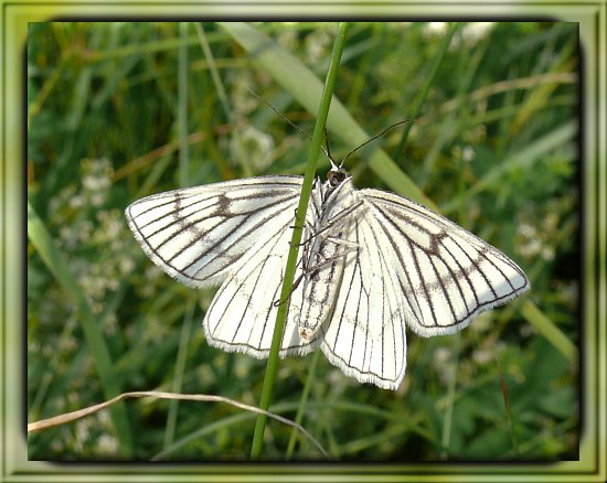 Hartheu-Spanner (Siona lineata)