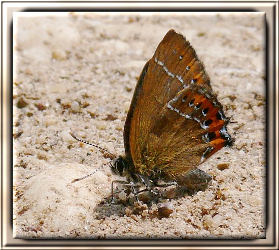 Pflaumen-Zipfelfalter