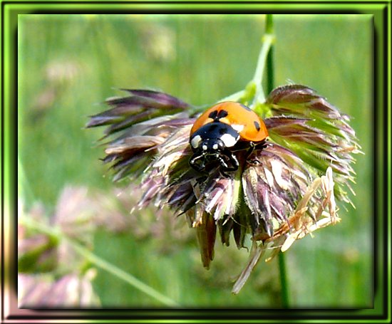 Marienk�fer auf einer Bl�te des Gemeinen Kn�uelgrases