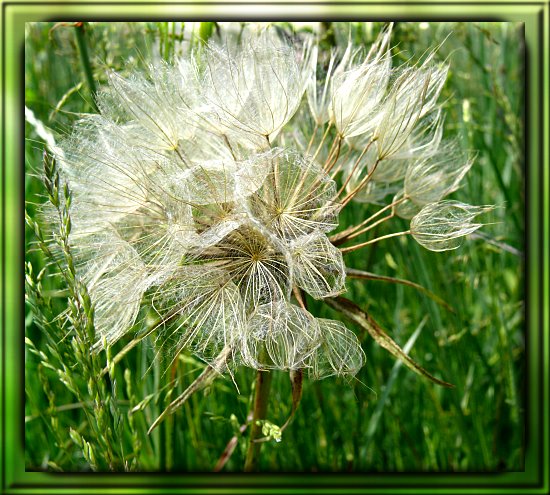 Fruchtstand des Wiesen-Bocksbarts