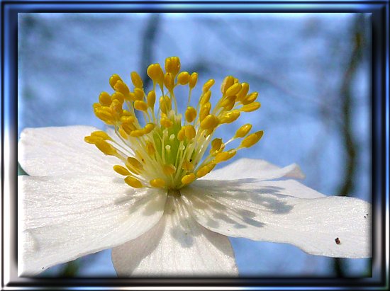Busch-Windröschen (Anemone nemorosa)
