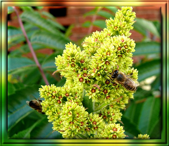 Honigbiene auf Essigbaumbl�te