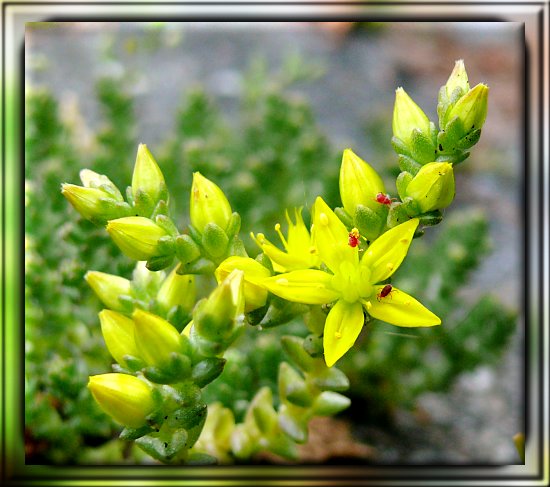 Scharfe Fetthenne / Scharfer Mauerpfeffer