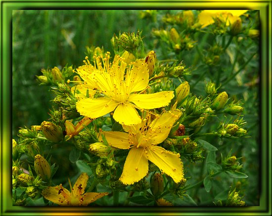 T�pfel-Hartheu, Johanniskraut 