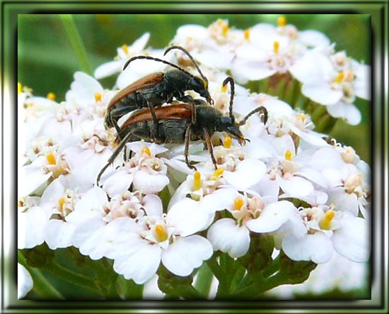 Gewöhnliche Schafgarbe