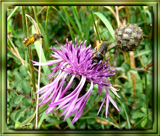 Skabiosen-Flockenblume