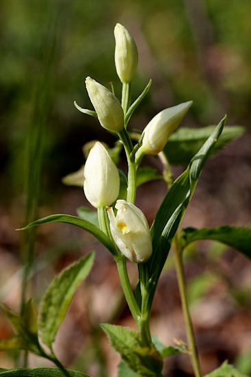 Weißes Waldvöglein