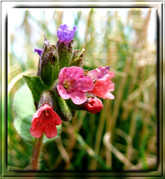 geflecktes Lungenkraut