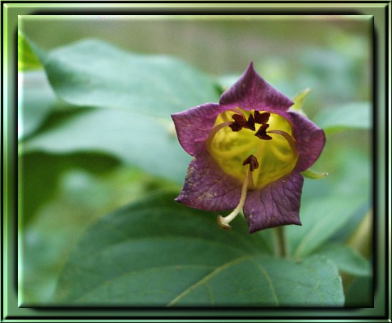 Schwarze Tollkirsche