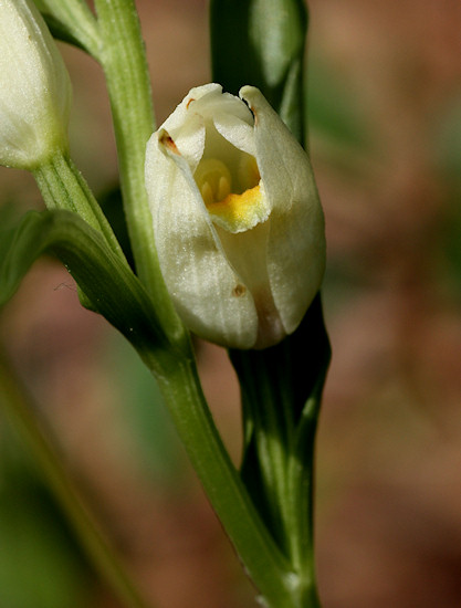 Weißes Waldvöglein