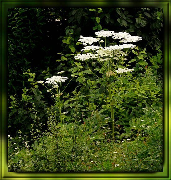 Riesenbärenklau / Herkulesstaude