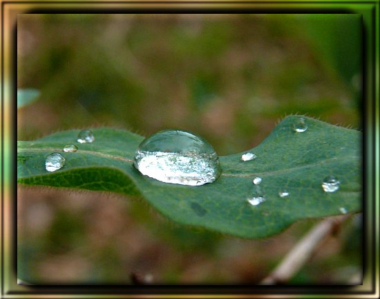 Wassertropfen auf Waldgeißblatt