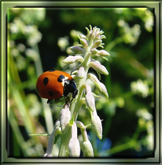 Siebenpunkt-Marienkäfer