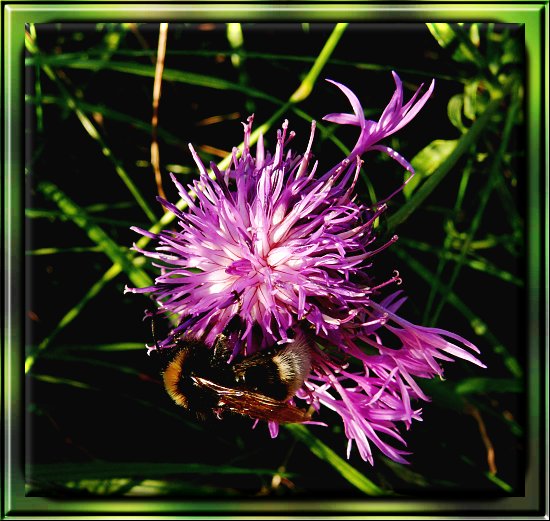 Hummel auf Skabiosen-Flockenblume