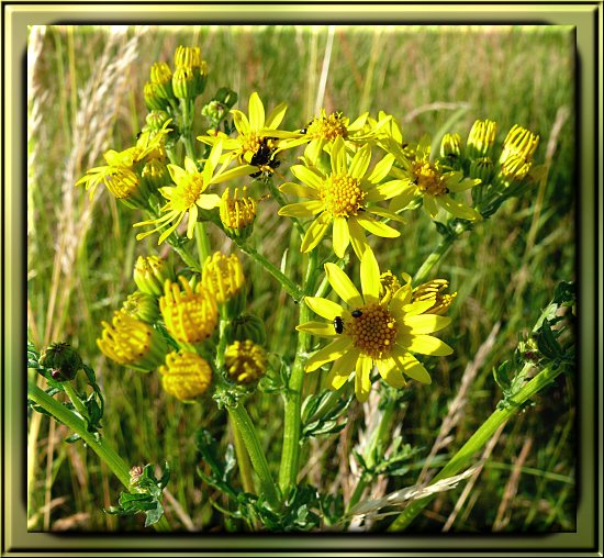 Raukenblättriges Kreuzkraut / Raukenblättriges Geiskraut