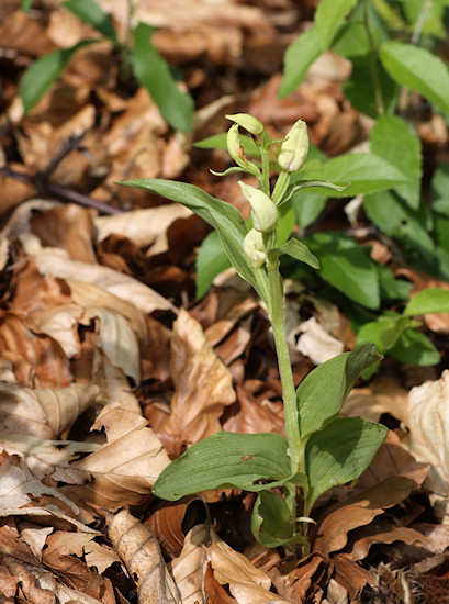 Weißes Waldvöglein