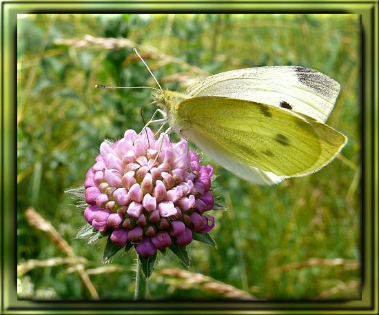 Kleiner Kohlweißling