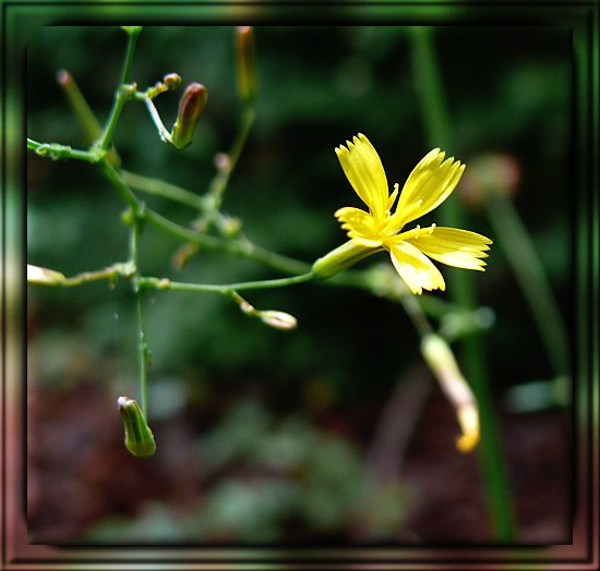 Gewöhnlicher Mauerlattich