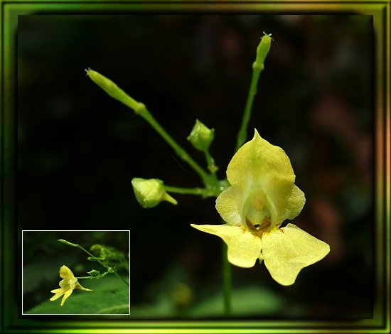 Kleinblütiges Springkraut