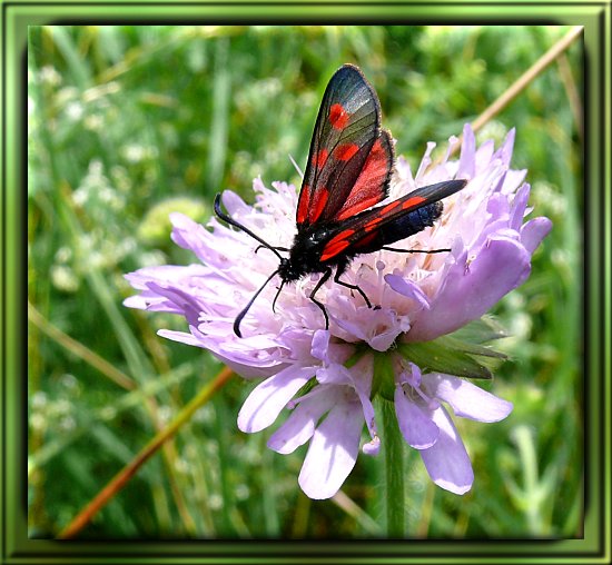 Sechsfleck-Widderchen / Gemeines Bluttröpfchen
