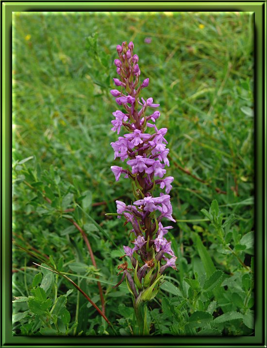 Große Händelwurz, eine in der Eifel beheimatete Orchidee