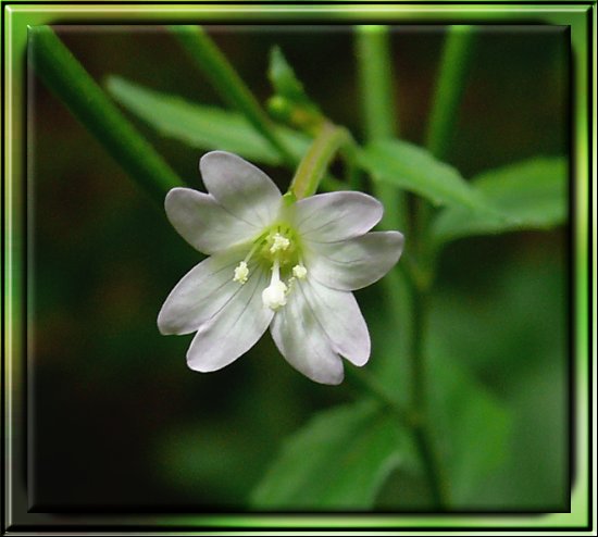 Kleinblütiges Weidenröschen