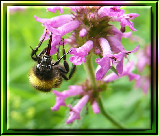 Hummel auf Gewöhnlicher Betonie