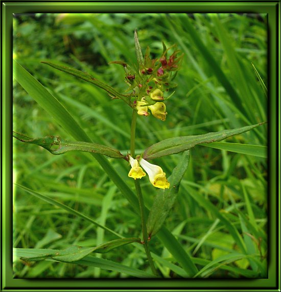 Wiesen-Wachtelweizen