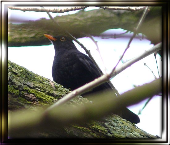 Amsel