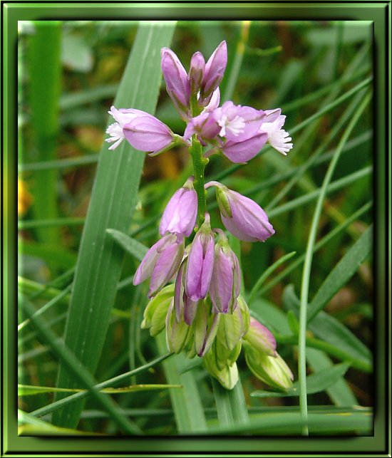 Schopfiges Kreuzblümchen (Polygala comosum)