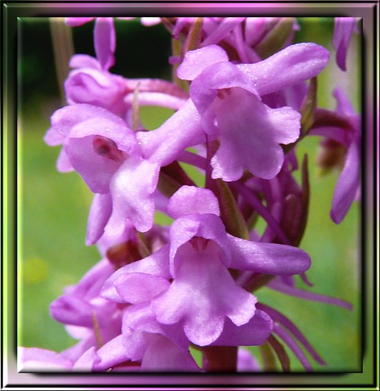 Große Händelwurz, eine in der Eifel beheimatete Orchidee