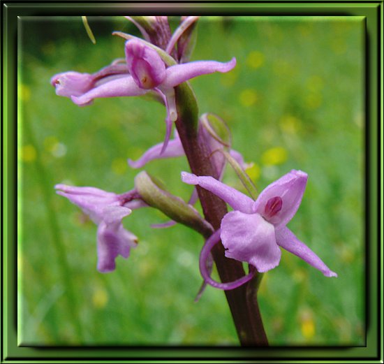 Große Händelwurz, eine in der Eifel beheimatete Orchidee