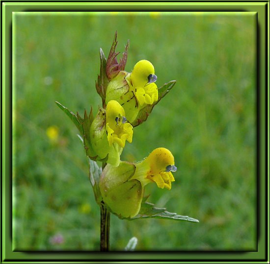 Großer Klappertopf (Rinanthus angustifolius)