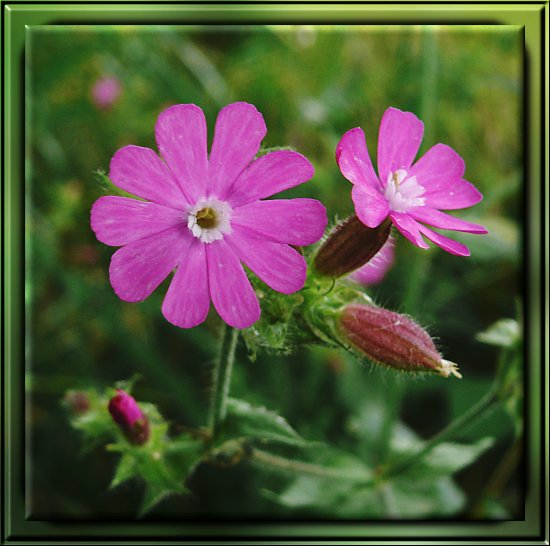 Rote Lichtnelke / Rotes Leimkraut / Rote Nachtnelke / Taglichtnelke / Herrgottsblut