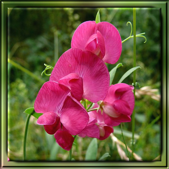 Erdnuss-Platterbse / Knollen-Platterbse