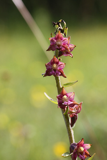 Braunrote Stendelwurz (Epipactis atrorubens)