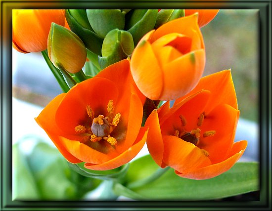 Ornithogalum