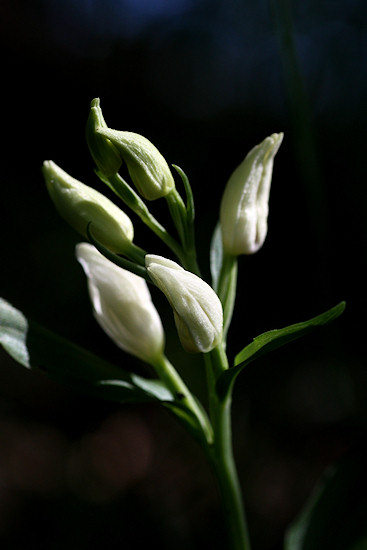 Weißes Waldvöglein